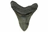 Fossil Megalodon Tooth - North Carolina #355835-2